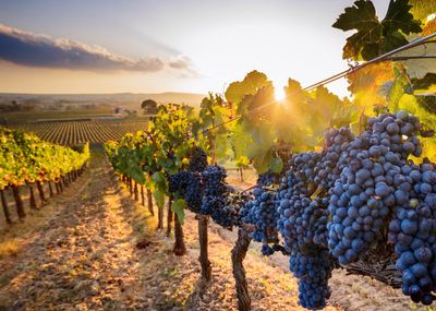 French Wine Tasting
