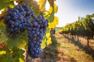 Tasting: Wines that should be more expensive than they are.